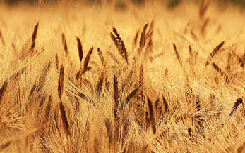 今年安徽省小麦赤霉病仍将呈现大流行趋势—— 全力打赢今春农业生产首场硬仗